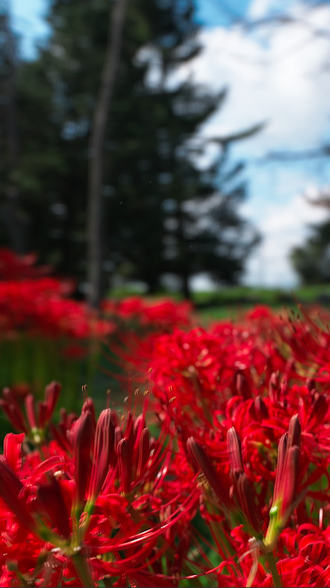 Genji-hama: Lake Biwa’s Quiet Field of Red Spider Lilies